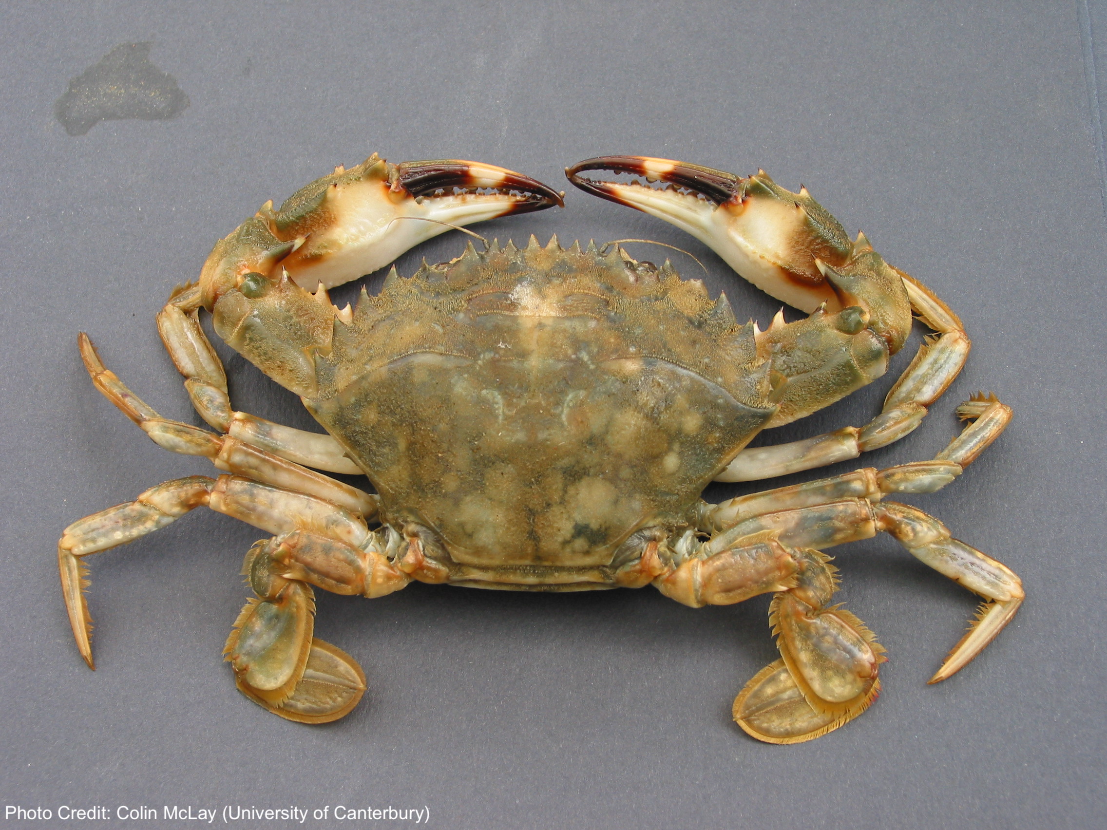 Charybdis japonica  colin mclay uofc